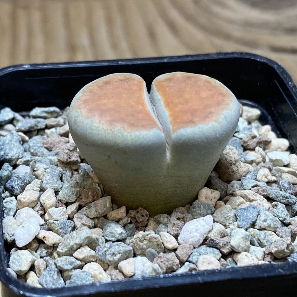 SH26337 Lithops karasmontana 'Top Red' – Image 2
