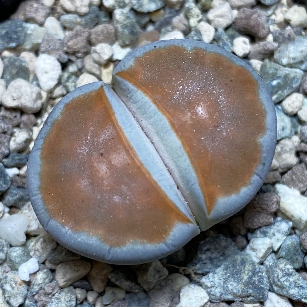 SH26338 Lithops karasmontana 'Top Red'