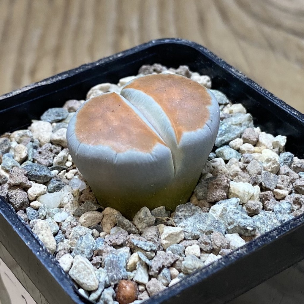 SH26338 Lithops karasmontana 'Top Red' – Image 2