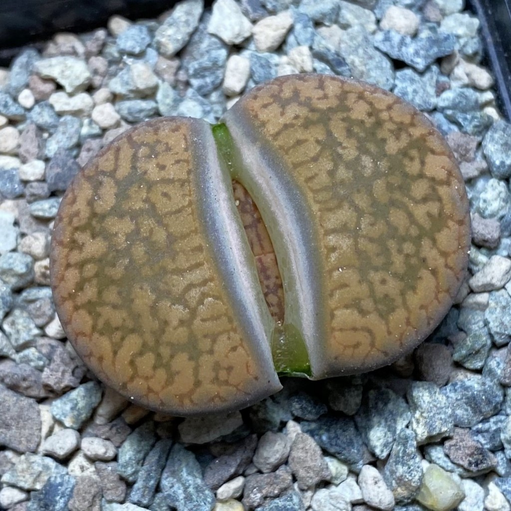 SH26340 Lithops aucampiae v. koelemanii