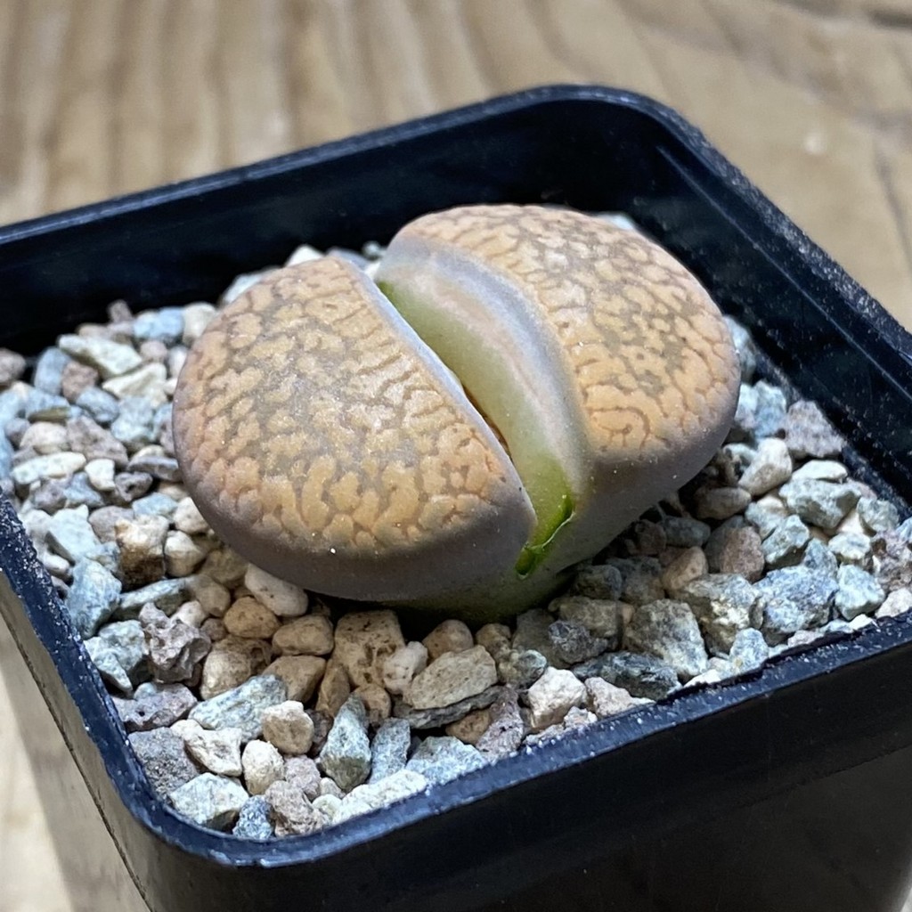 SH26340 Lithops aucampiae v. koelemanii - Image 2