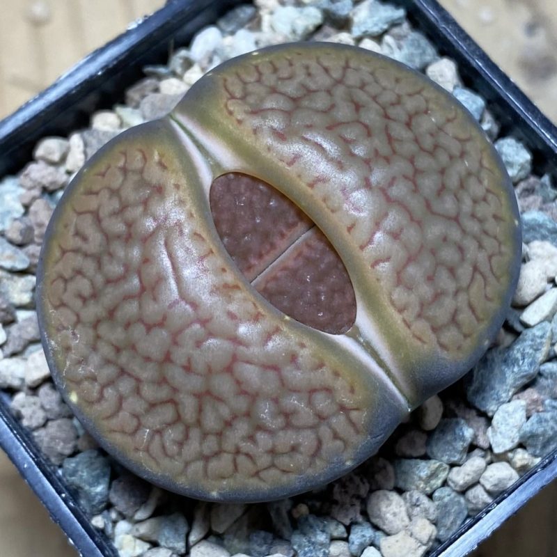 SH26341 Lithops hookeri