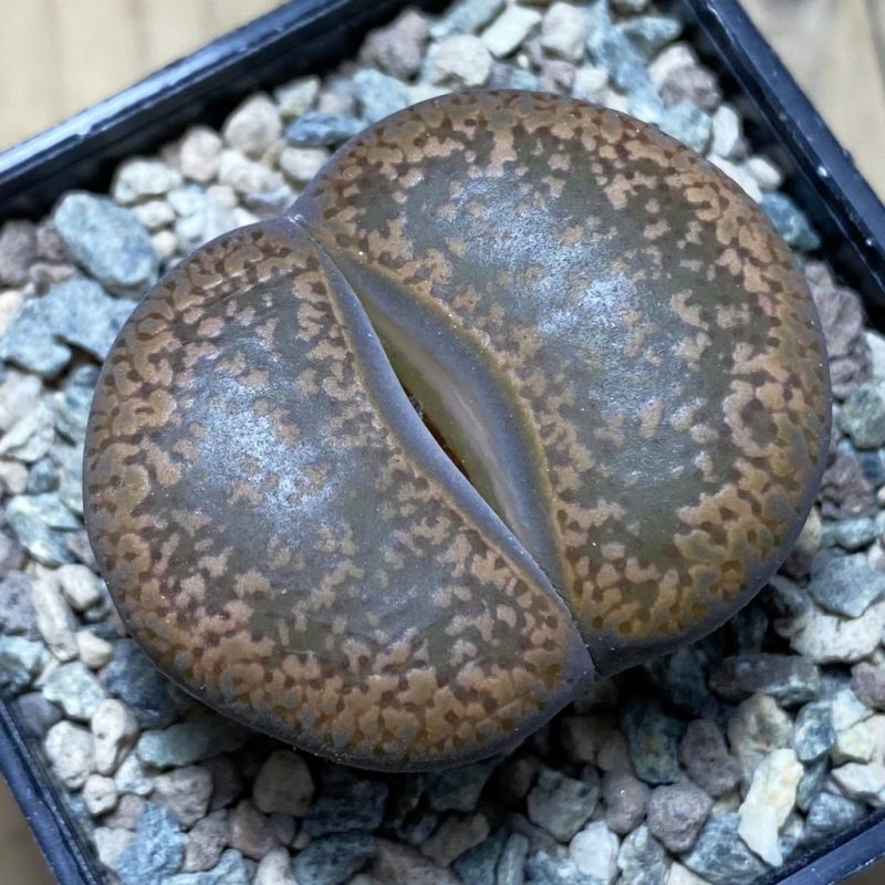 SH26342 Lithops aucampiae