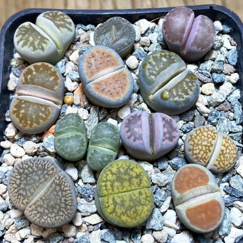 SH26327 Lithops mix