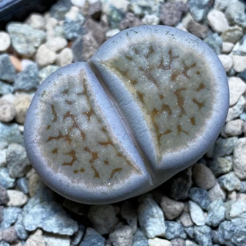 SH26343 Lithops karasmontana v. erniana
