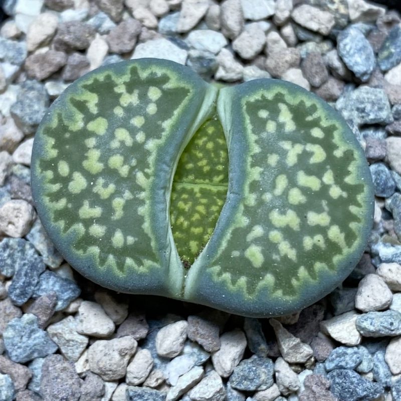 SH26345 Lithops julii ‘Fuller Green’