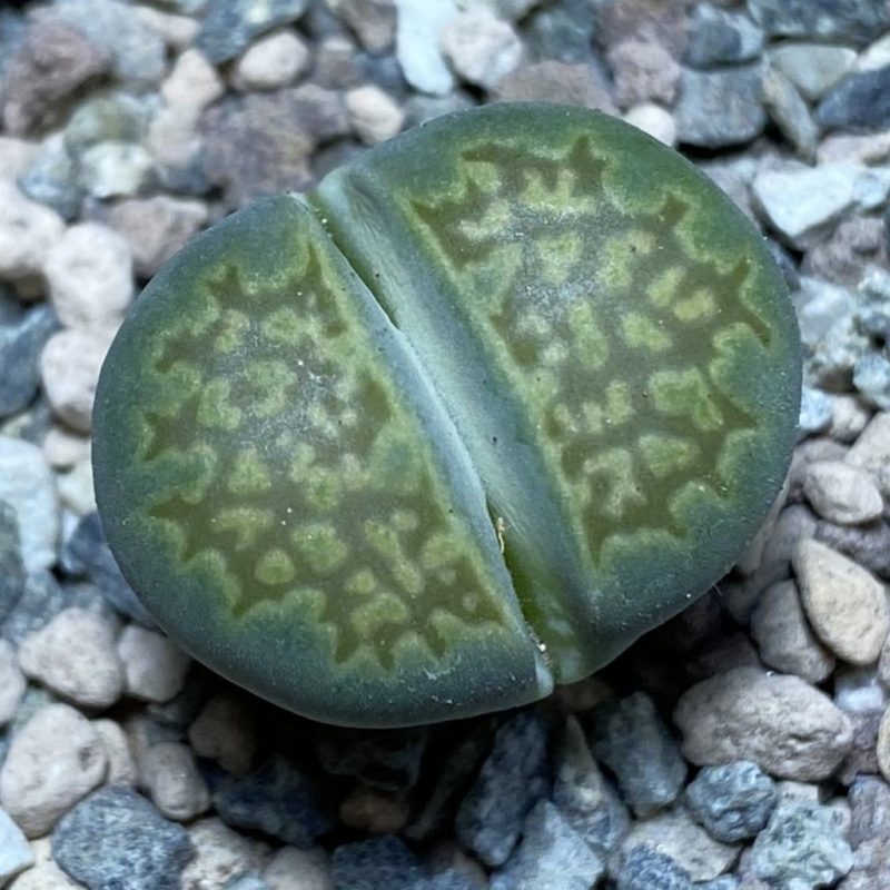 SH26346 Lithops julii ‘Fuller Green’