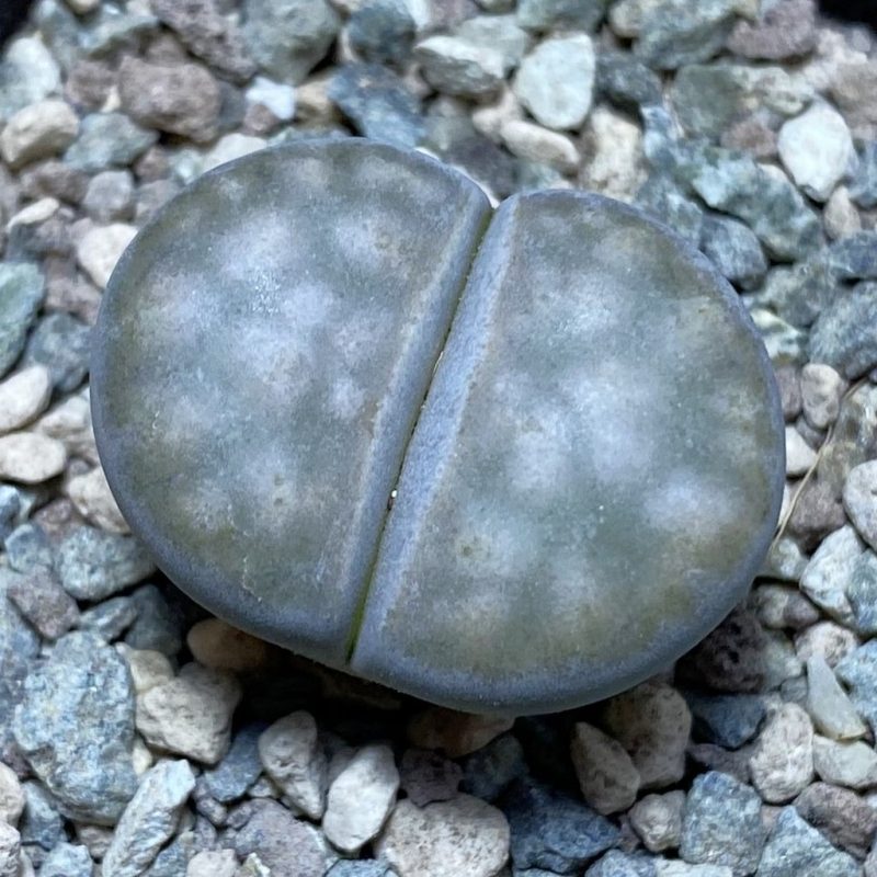 SH26348 Lithops karasmontana v. opalina