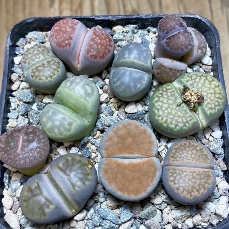 SH26328 Lithops mix