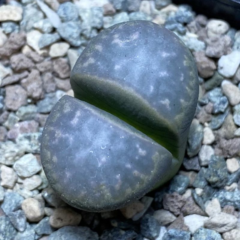 SH26349 Lithops marmorata