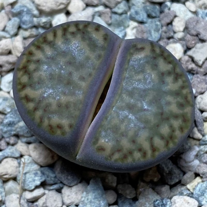 SH26350 Lithops bromfieldii v. insularis