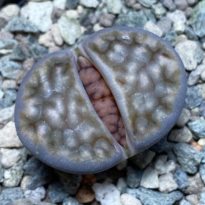 SH26351 Lithops karasmontana