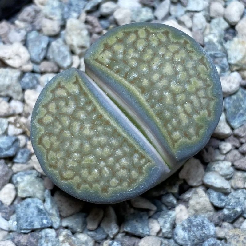 SH26352 Lithops halli