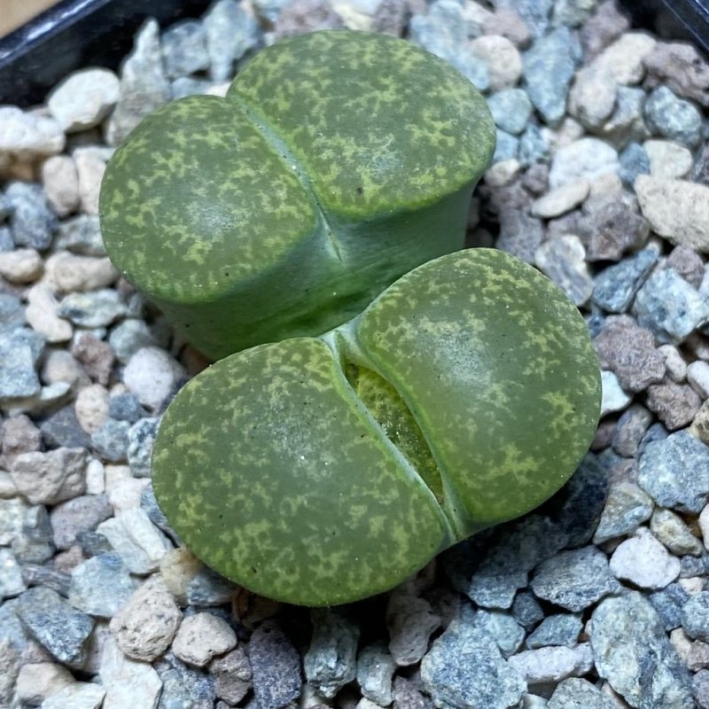 SH26353 Lithops lesliei v. albinica