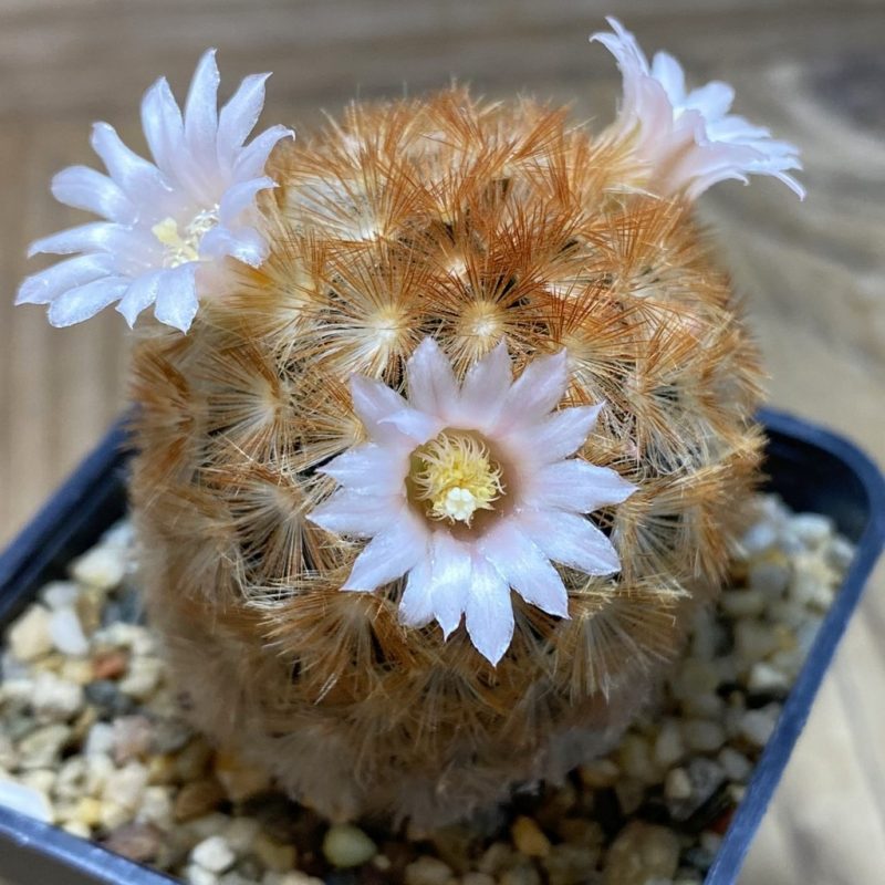SH8784 Mammillaria carmenae hybrid, seedling