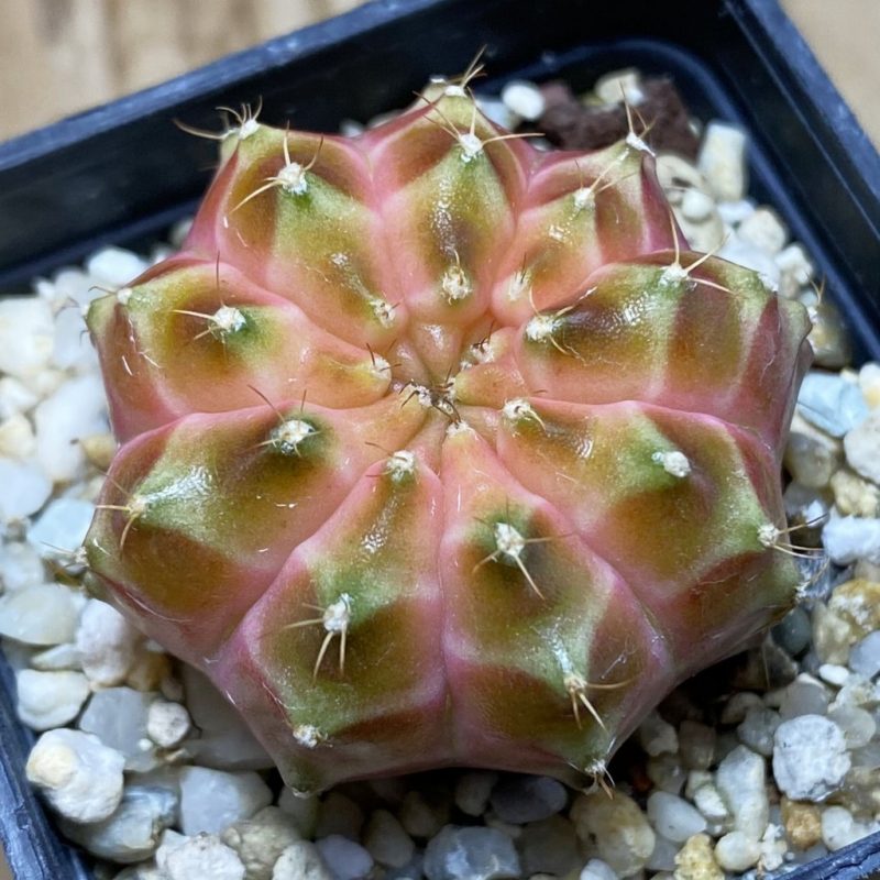 SH4742 Gymnocalycium mihanovichii ‘Neon Brawn’ hybrid
