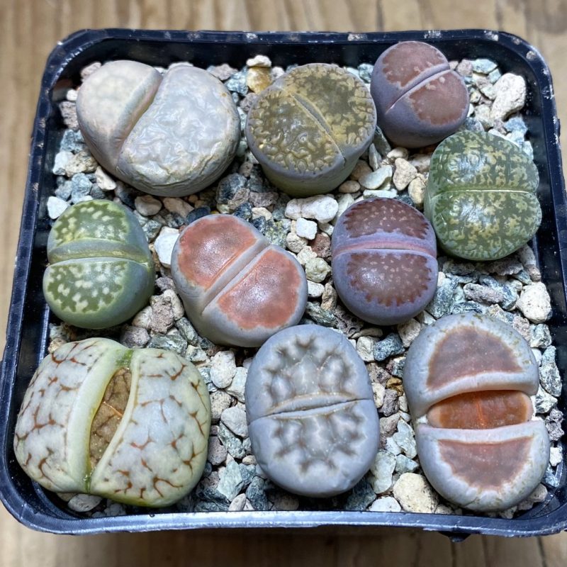 SH26329 Lithops mix