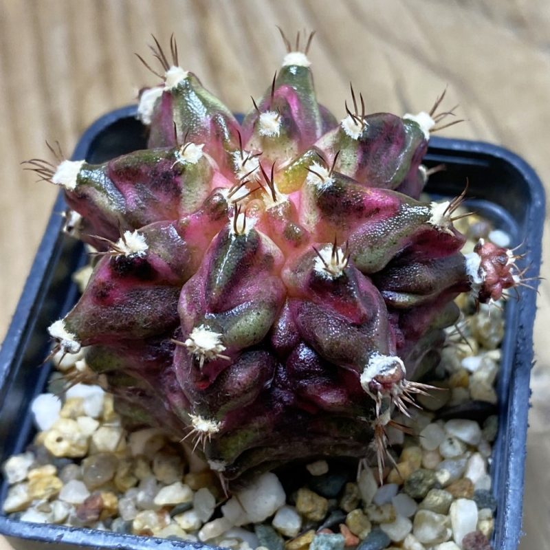 SH3766 Gymnocalycium mihanovichii ‘T-Lux’, seedling