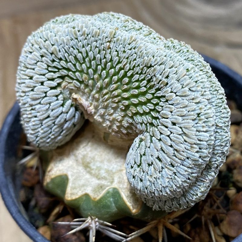 SH6093 Pelecyphora aselliformis f. cristata, grafted