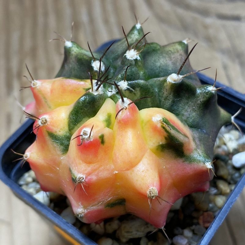 SH101 Gymnocalycium mihanovichii ‘Transformer’ f. variegata hybrid, seedling