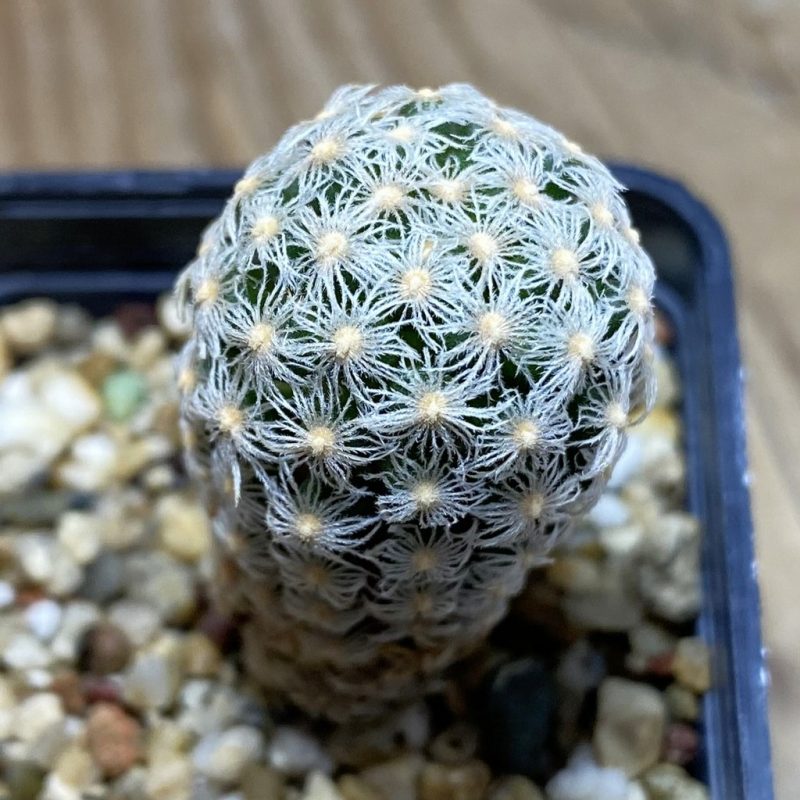SH1468 Mammillaria theresae v. minima