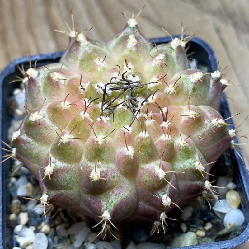 SH9493 Gymnocalycium mihanovichii 'Neon'