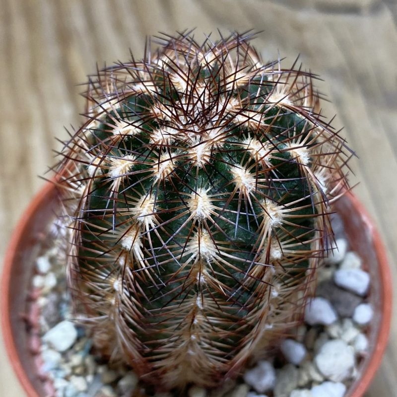 SH26390 Echinocereus reichenbachii SH