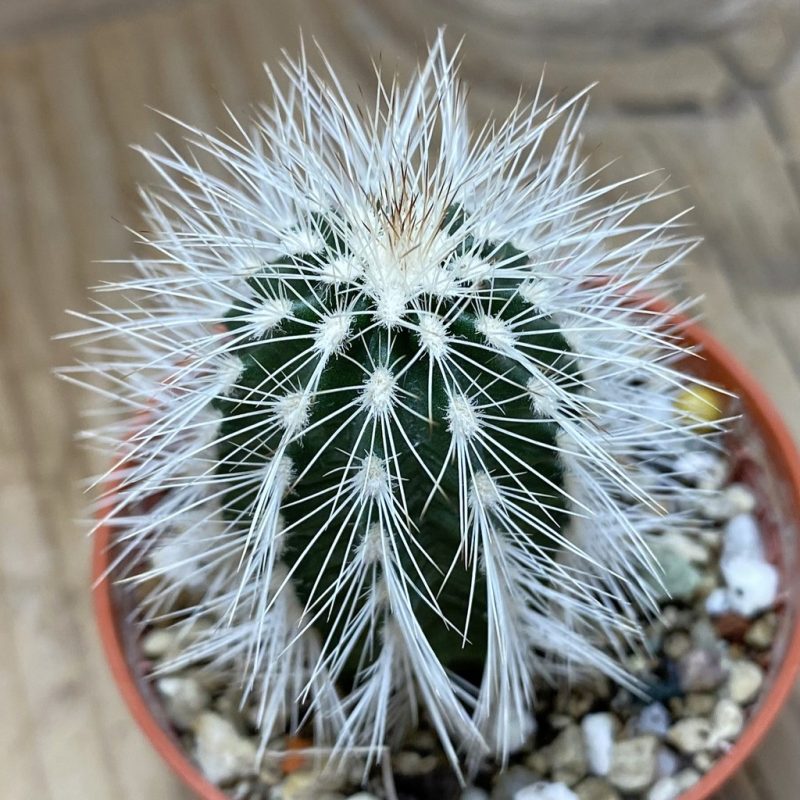 SH26391 Echinocereus baileyi v. albispinus
