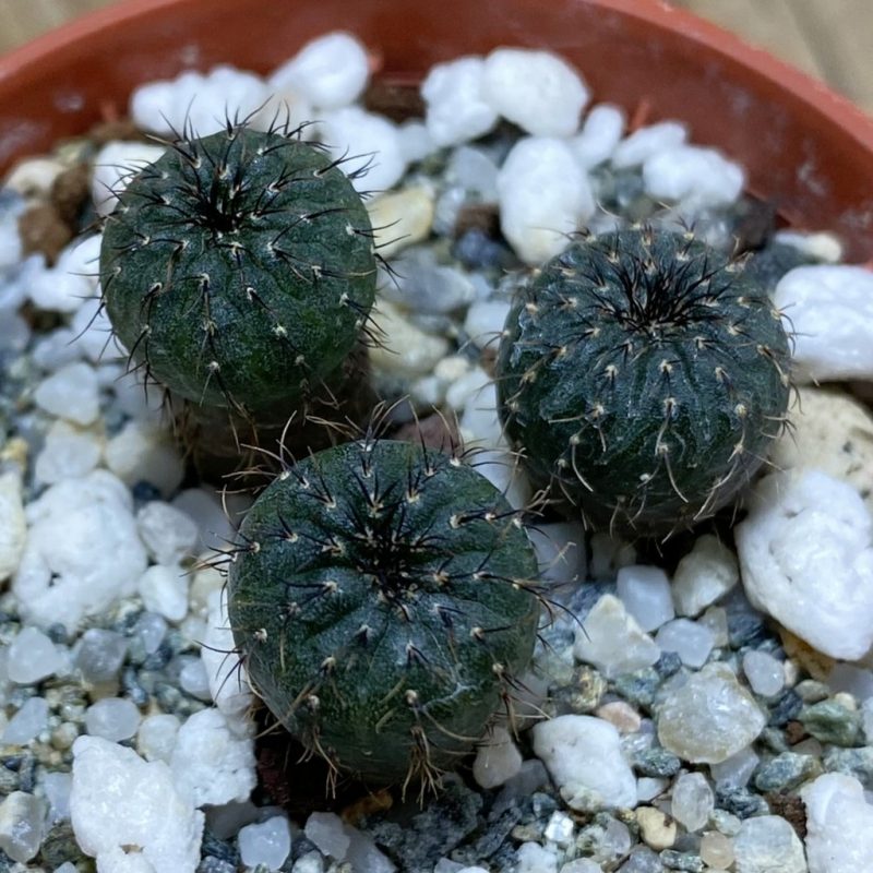 SH26392 Frailea castanea, 3 plants