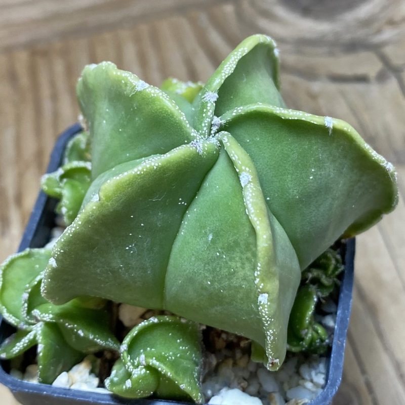 SH26393 Astrophytum myriostigma v. nudum f. caespitosa