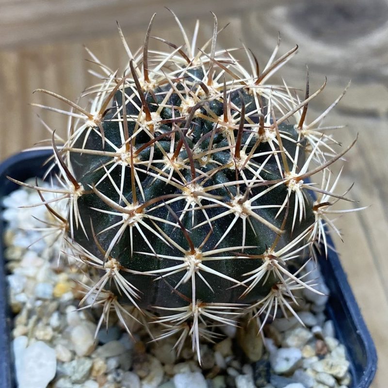 SH26360 Lobivia hybrid