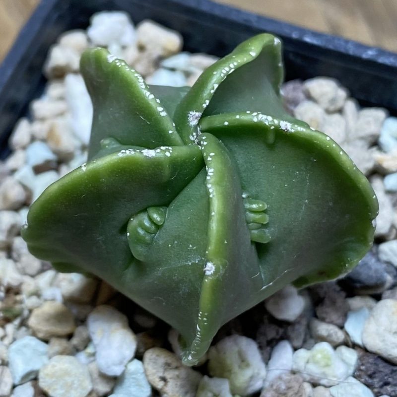 SH26394 Astrophytum myriostigma v. nudum ‘Fukuryu’