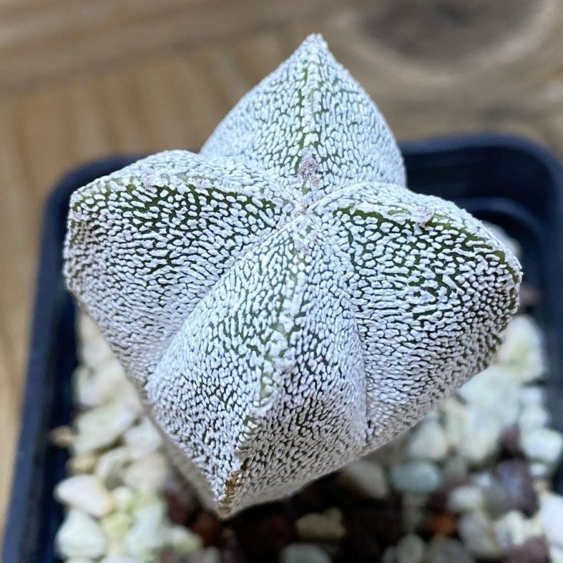 SH26395 Astrophytum myriostigma ‘Onzuka’ v. quadricostatum