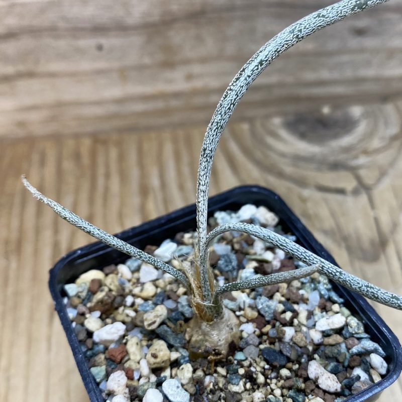 SH26397 Astrophytum caput-medusae, seedling