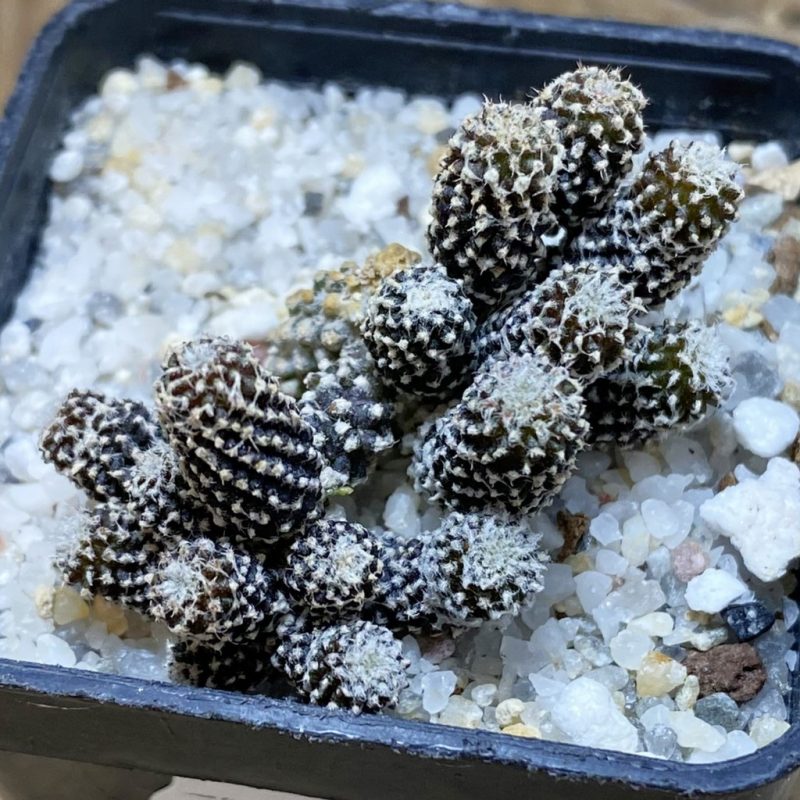 SH26399 Copiapoa tenuissima f. monstrosa