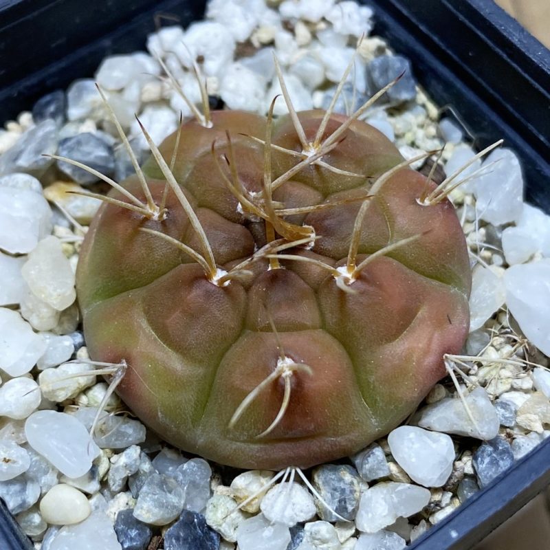 SH26401 Gymnocalycium eurypleurum