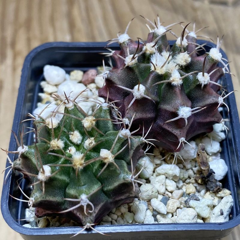 SH26402 Gymnocalycium mihanovichii hybrid mix