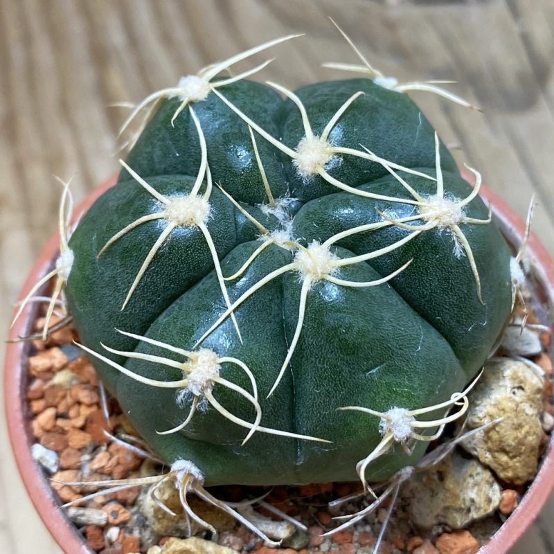 SH26403 Gymnocalycium denudatum
