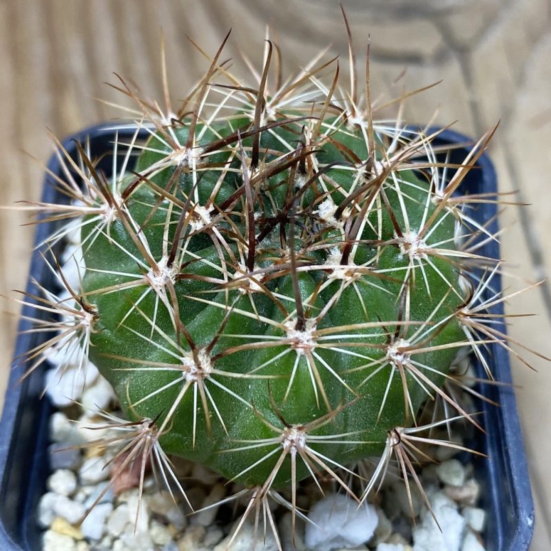 SH26361 Lobivia hybrid