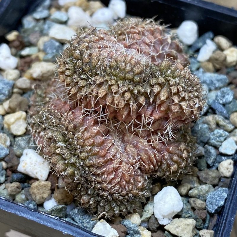 SH26404 Gymnocalycium mihanovichii f. cristata, seedling