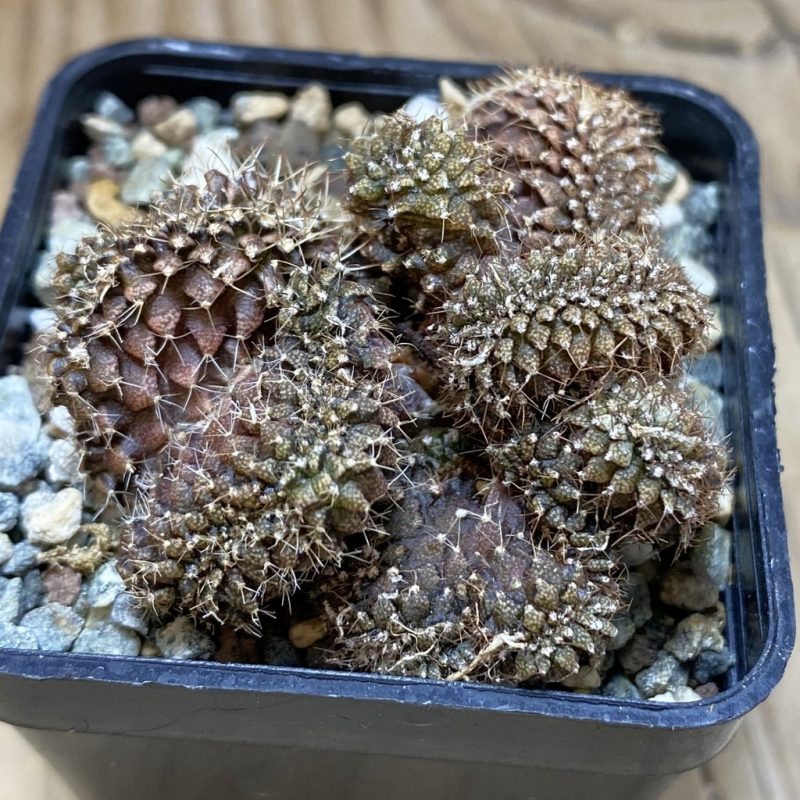 SH26405 Gymnocalycium mihanovichii f. cristata, seedling