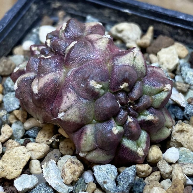 SH26406 Gymnocalycium mihanovichii ‘Day Dream’ f. cristata, seedling