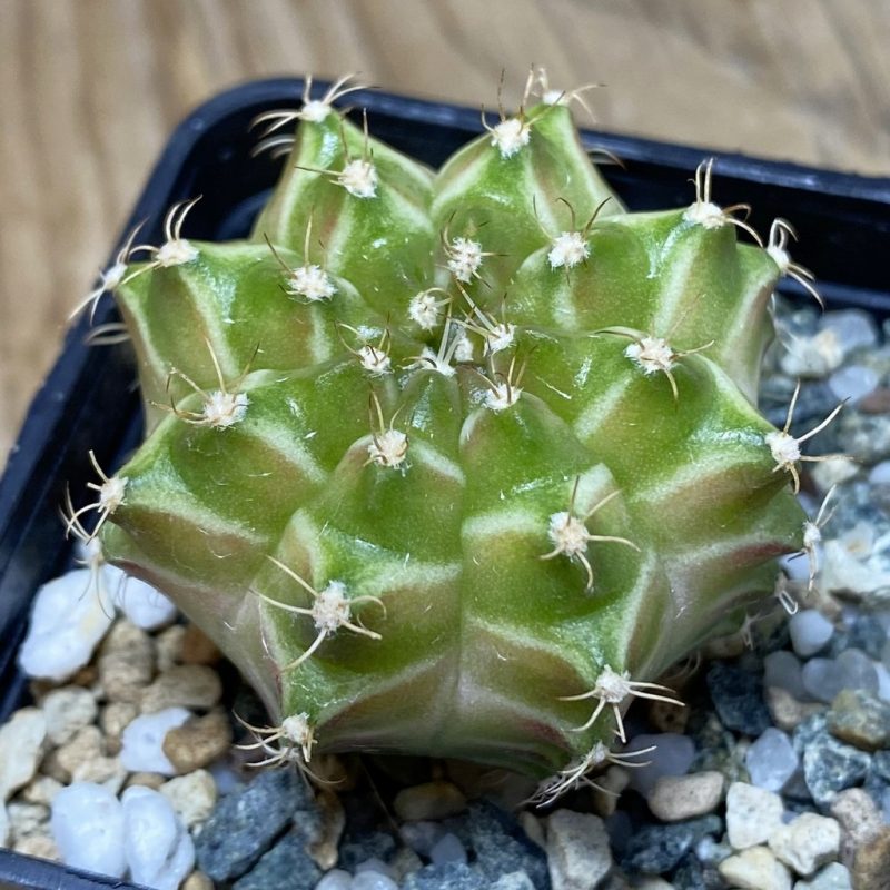 SH26407 Gymnocalycium mihanovichii ‘Neon’ hybrid, seedling