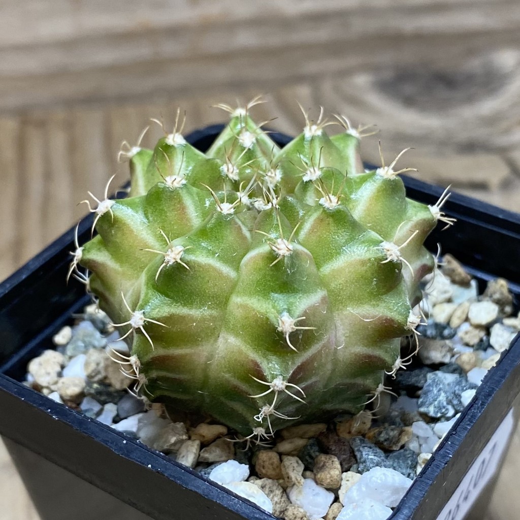 SH26407 Gymnocalycium mihanovichii ‘Neon’ hybrid, seedling - Image 2