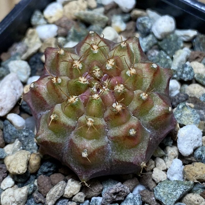 SH26408 Gymnocalycium mihanovichii ‘Neon’ hybrid, seedling