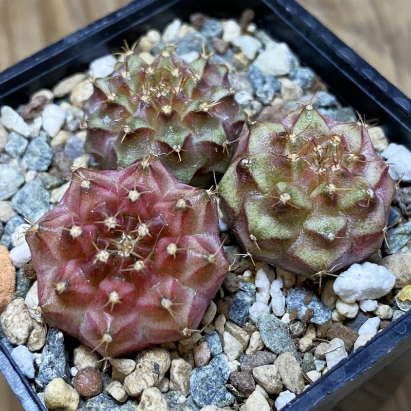 SH26409 Gymnocalycium mihanovichii ‘Neon’ mix hybrid, seedling