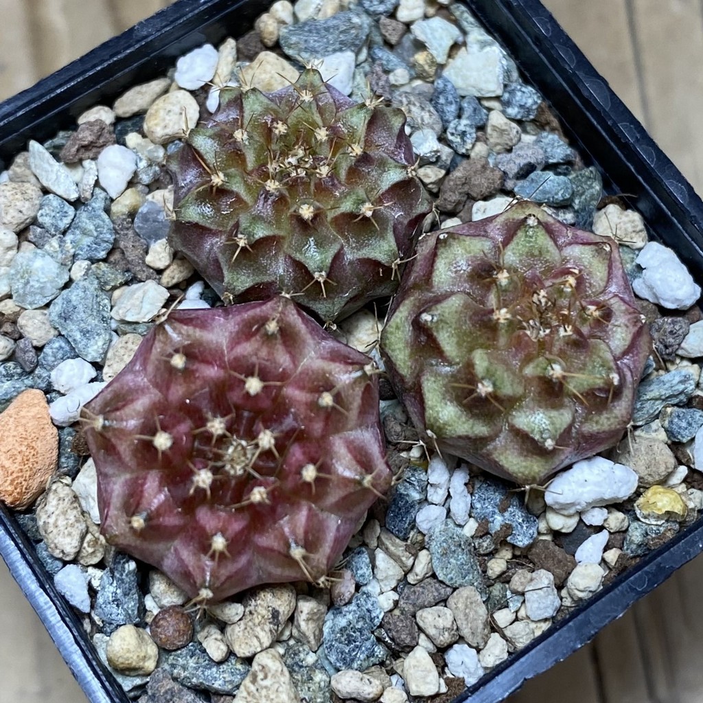 SH26409 Gymnocalycium mihanovichii ‘Neon’ mix hybrid, seedling - Image 2