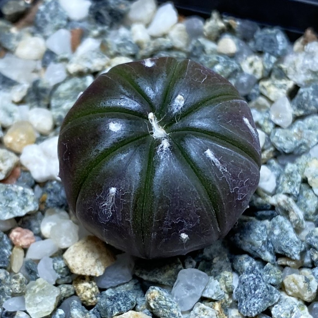 SH26411 Astrophytum asterias ‘Purple Skin’