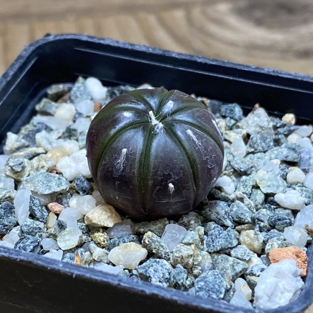 SH26411 Astrophytum asterias ‘Purple Skin’ - Image 2