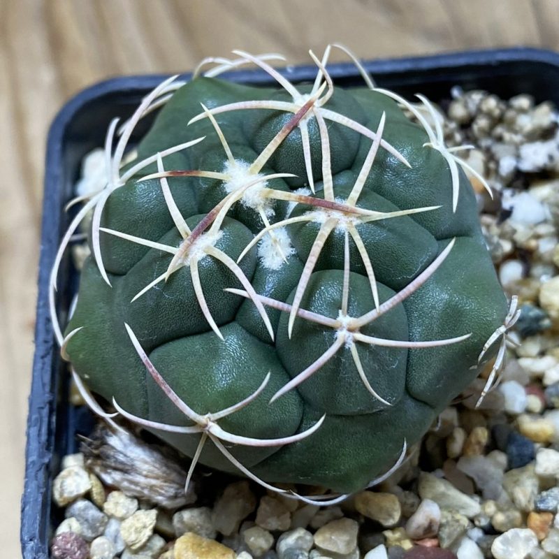 SH26412 Thelocactus hexaedrophorus MZ 739